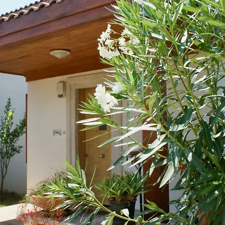 Mimosa, Lavanta, *